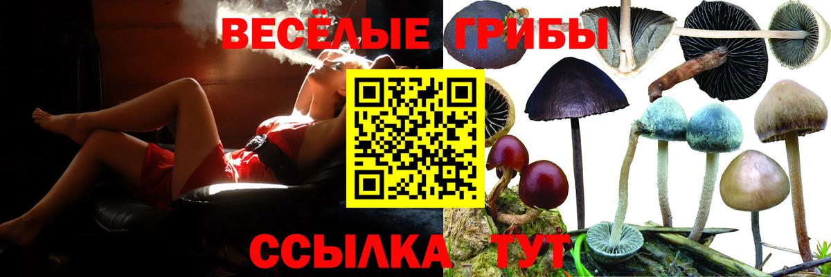 Псилоцибиновые грибы Psilocybe  Вход с VPN  Шебекино 